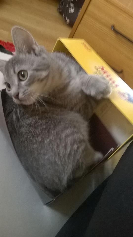 Huskat Rosenstand Feline - Er igang med at lave ballade. :D billede 8