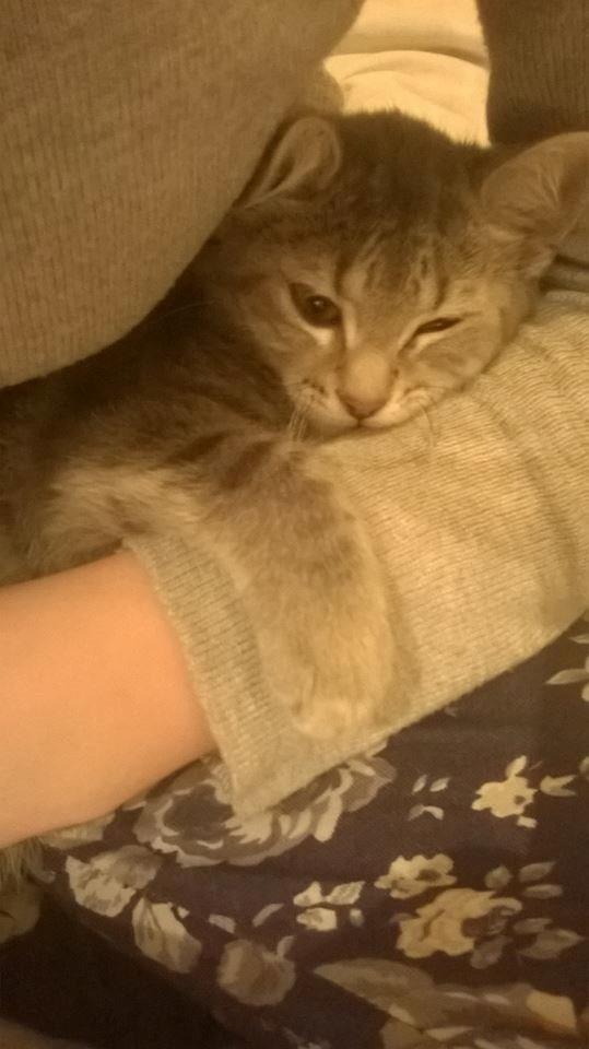 Huskat Rosenstand Feline - "jeg spiser dig" billede 7