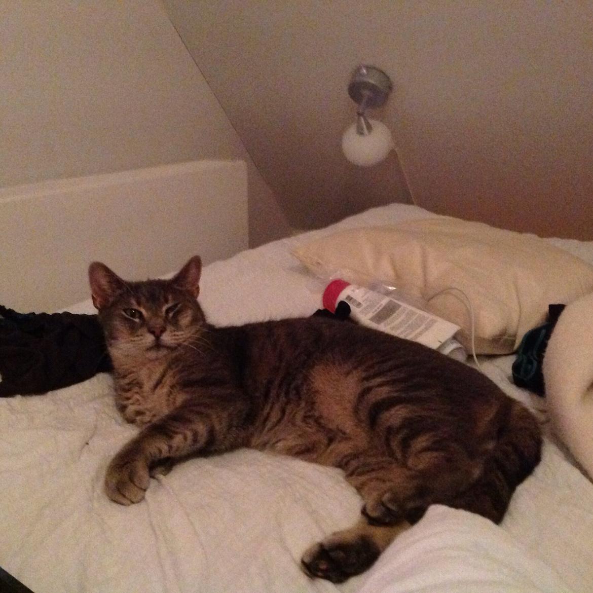 Huskat Totti billede 1