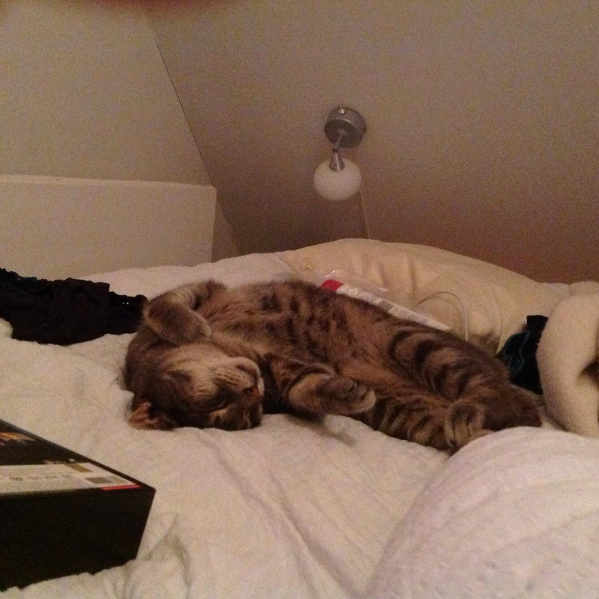 Huskat Totti billede 2