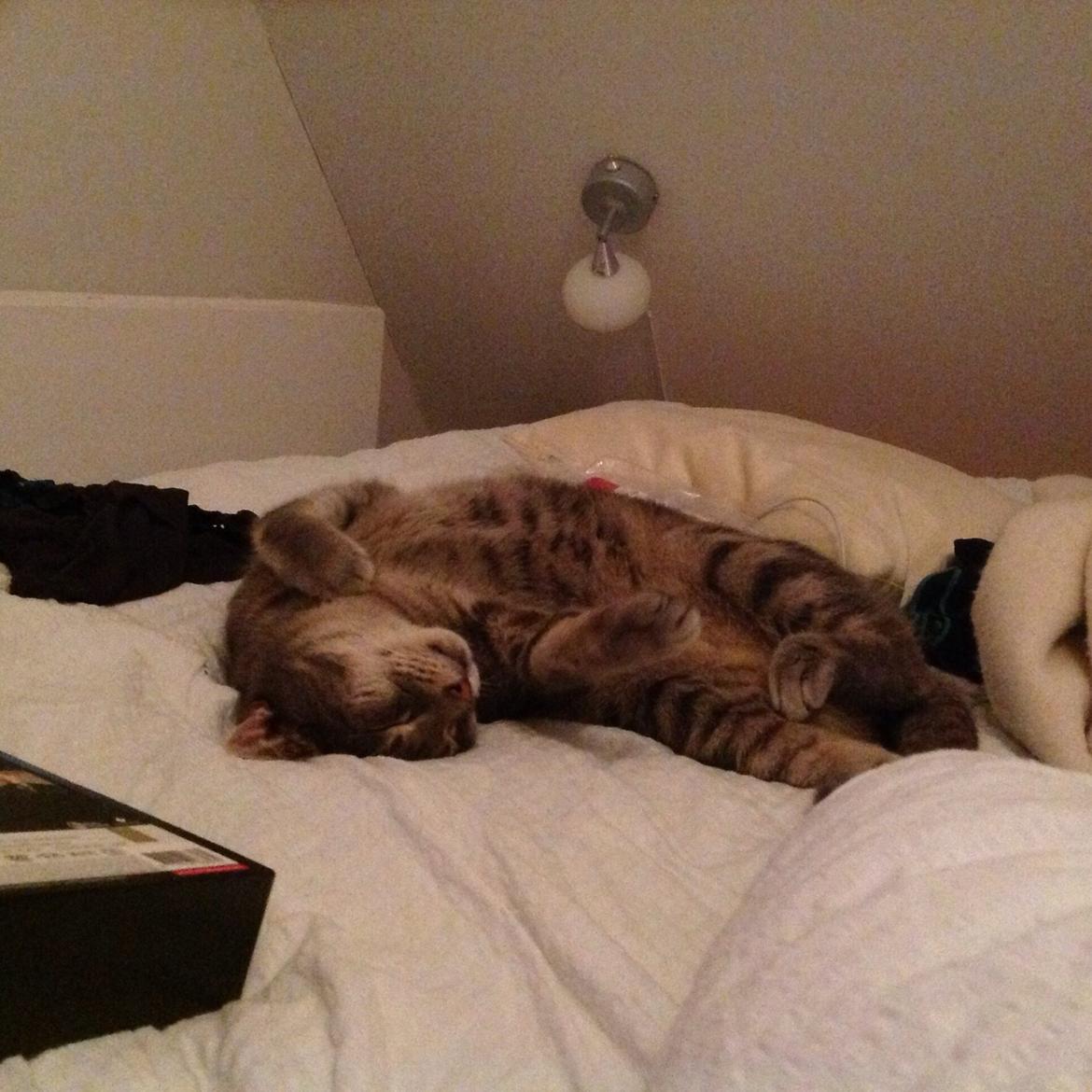 Huskat Totti billede 4