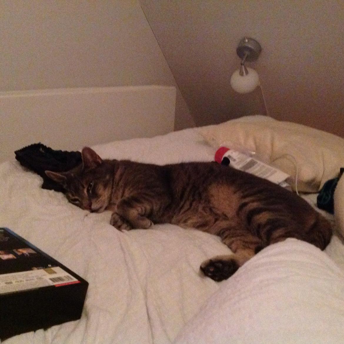 Huskat Totti billede 5