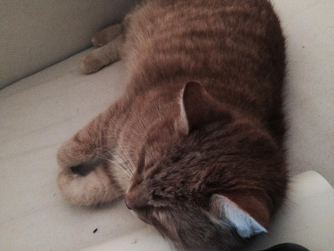 Blanding af racer Tjuba billede 2