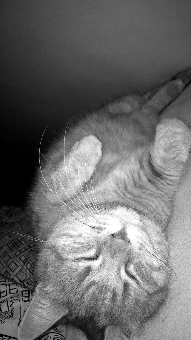 Blanding af racer Tjuba billede 3