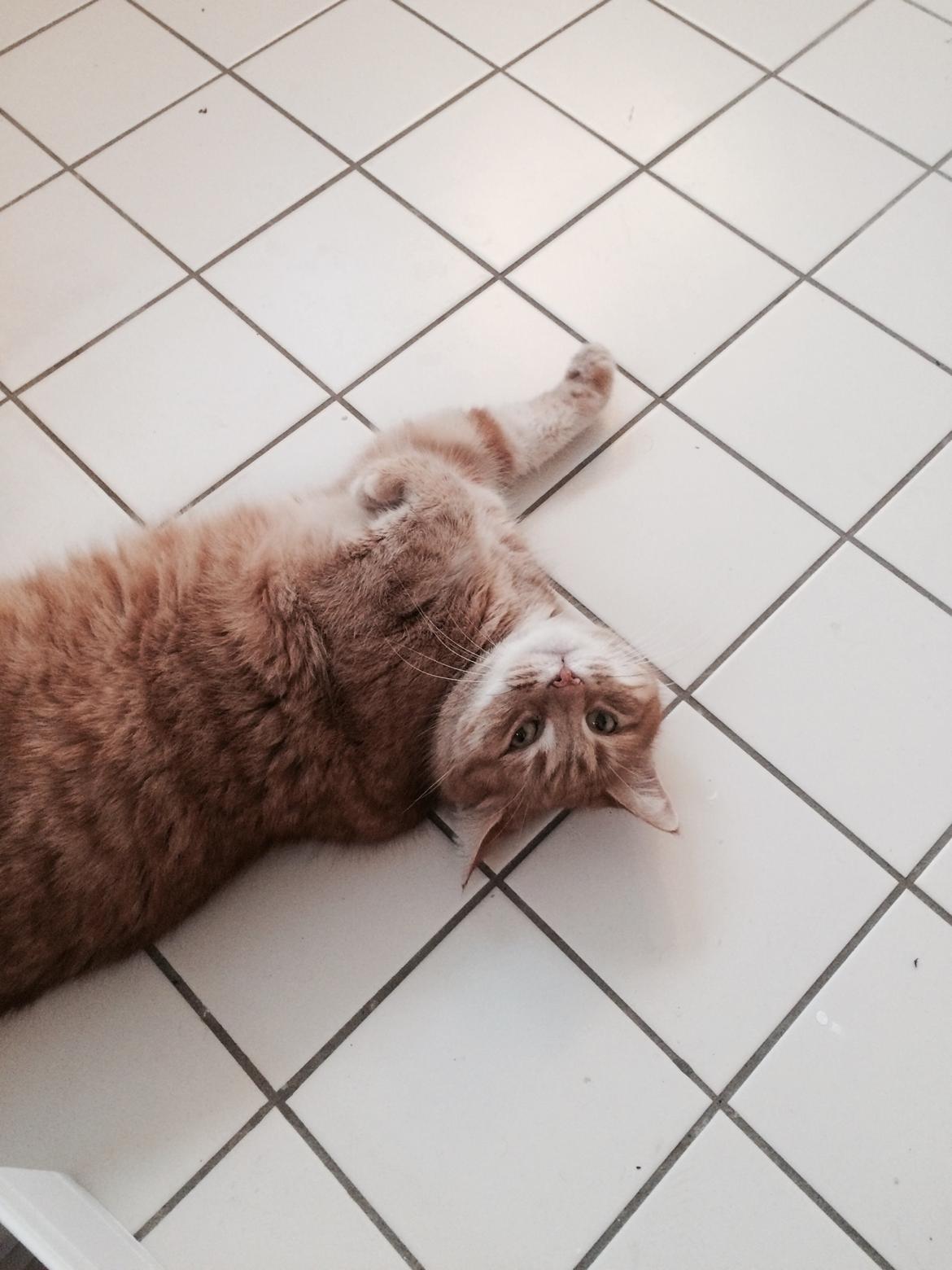 Blanding af racer Tjuba billede 4