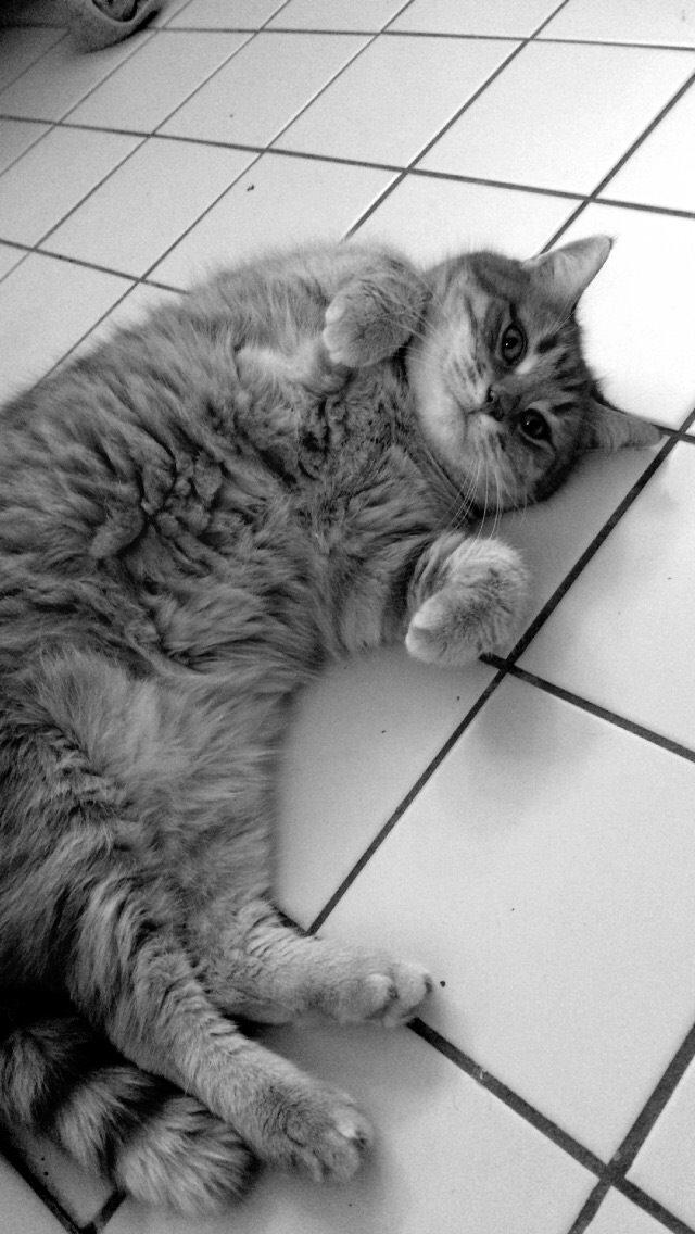 Blanding af racer Tjuba billede 5