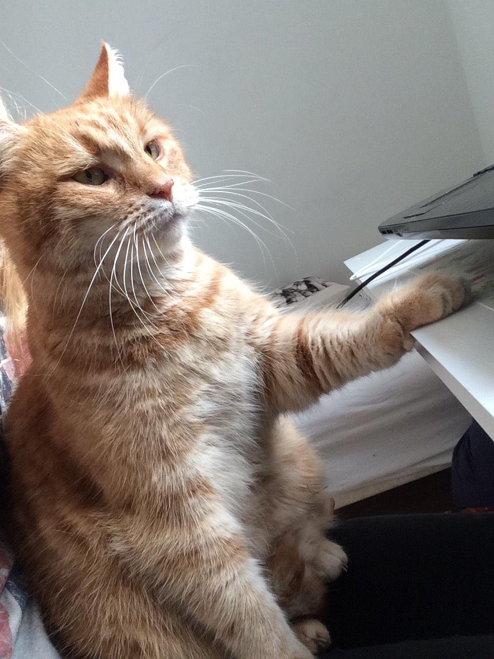 Blanding af racer Tjuba billede 6