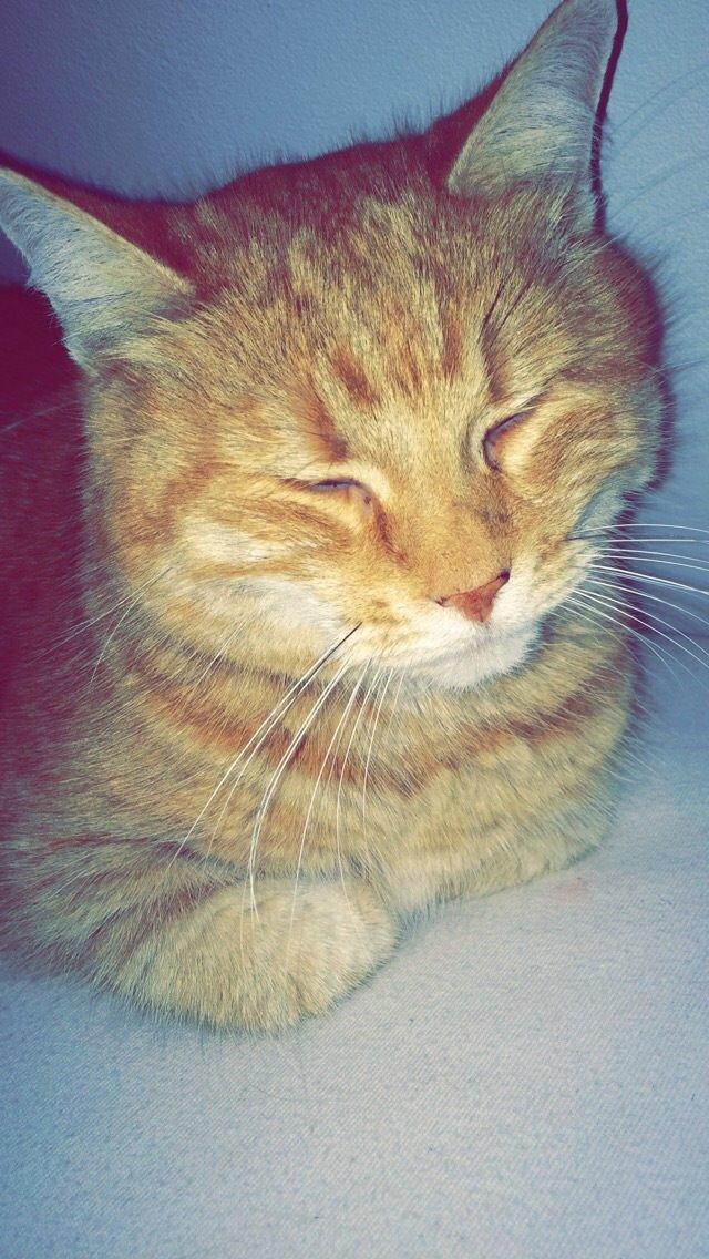 Blanding af racer Tjuba billede 8