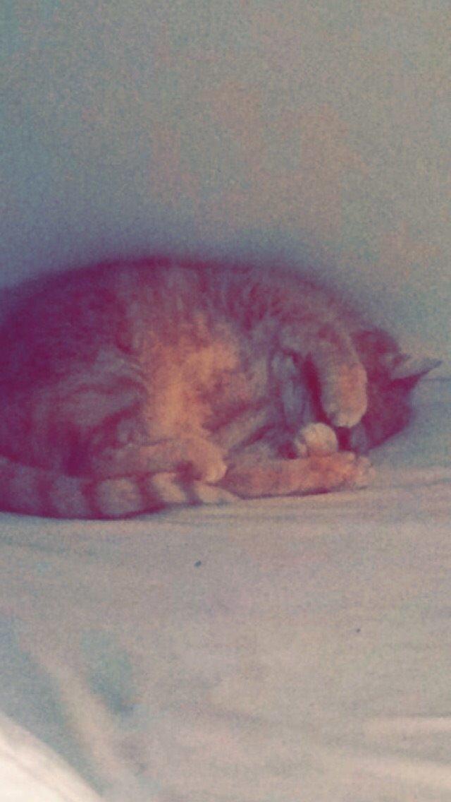 Blanding af racer Tjuba billede 9