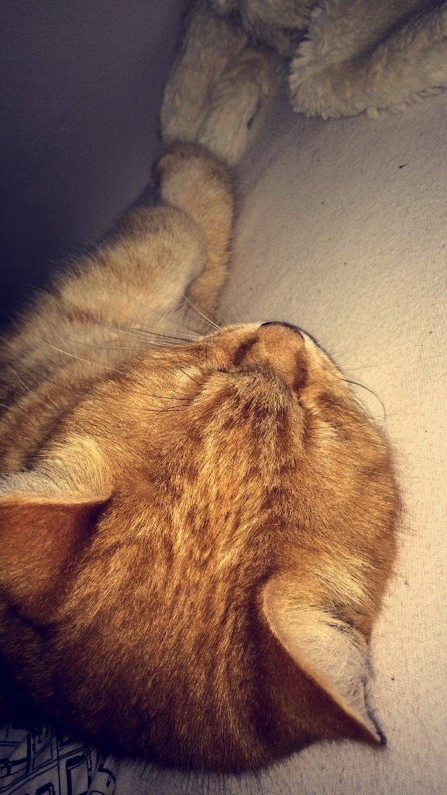 Blanding af racer Tjuba billede 10