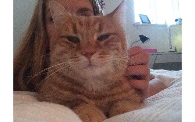 Blanding af racer Tjuba billede 11