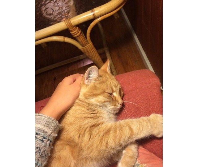 Blanding af racer Tjuba billede 12