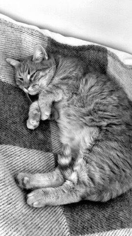 Blanding af racer Tjuba billede 13