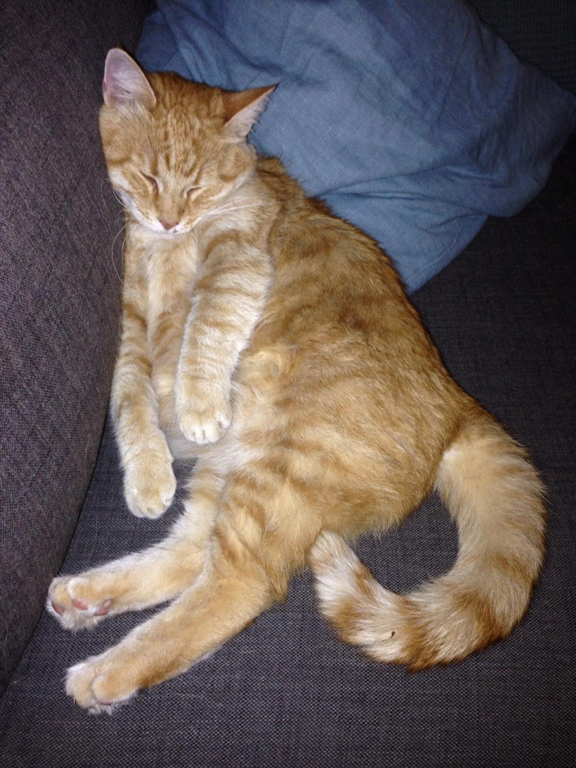 Blanding af racer Tjuba billede 14