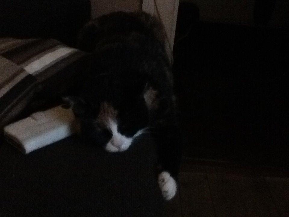 Huskat Mille R.I.P billede 1