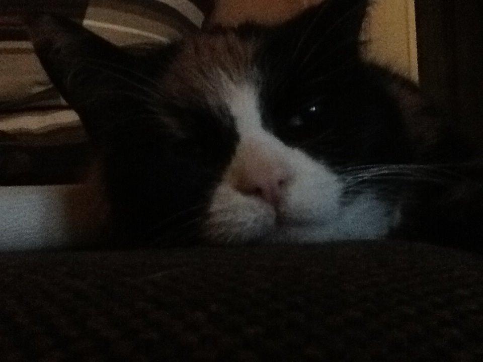 Huskat Mille R.I.P billede 2