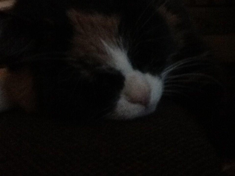 Huskat Mille R.I.P billede 3