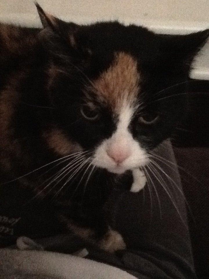 Huskat Mille R.I.P billede 4