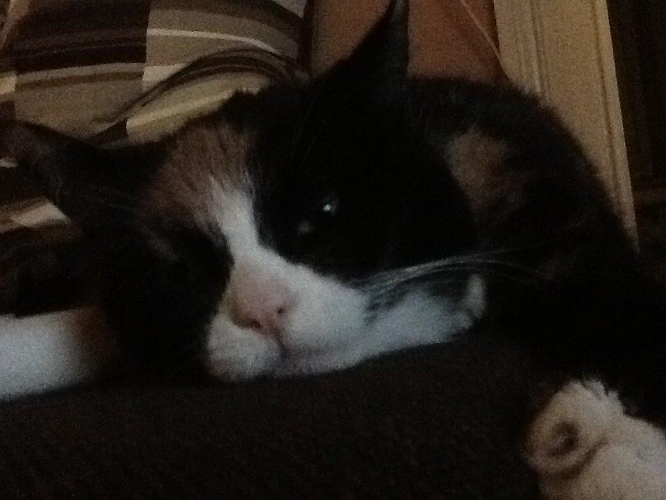 Huskat Mille R.I.P billede 5