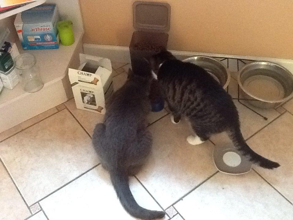 Huskat Poul billede 1