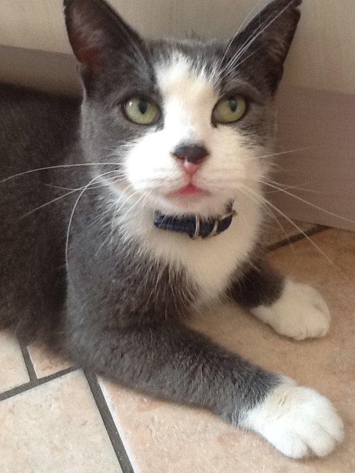 Huskat Poul billede 2