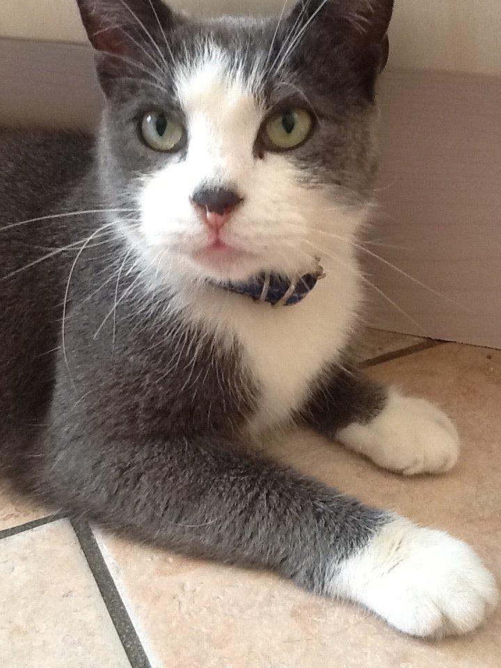 Huskat Poul billede 3