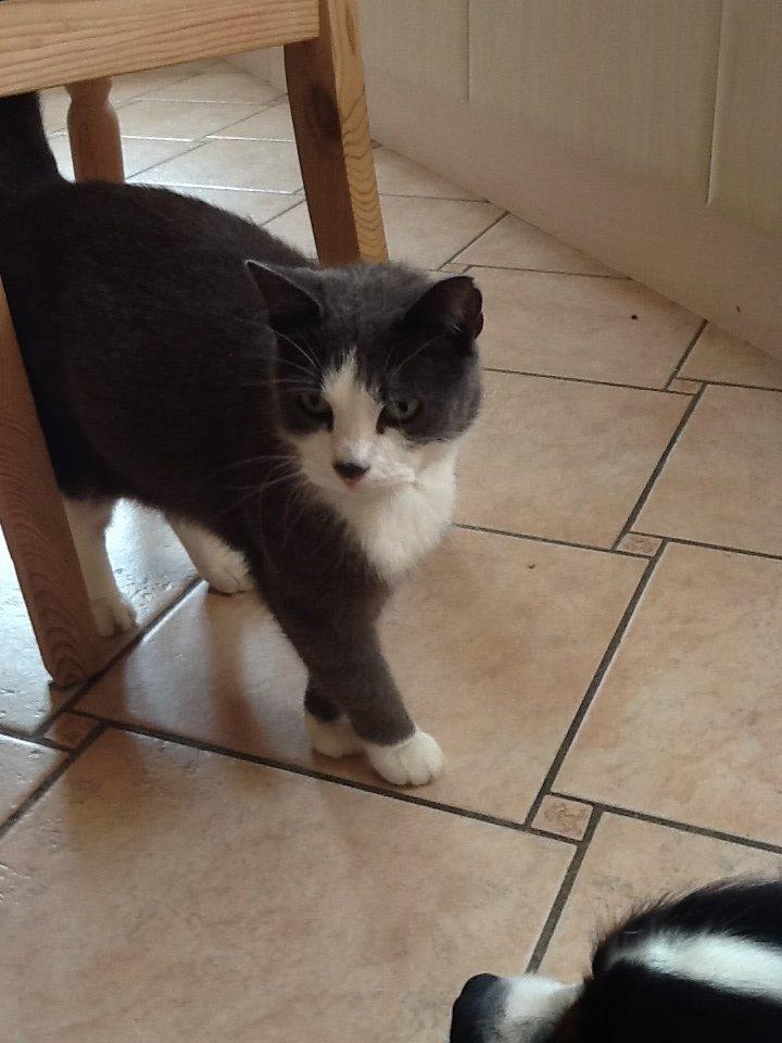 Huskat Poul billede 4