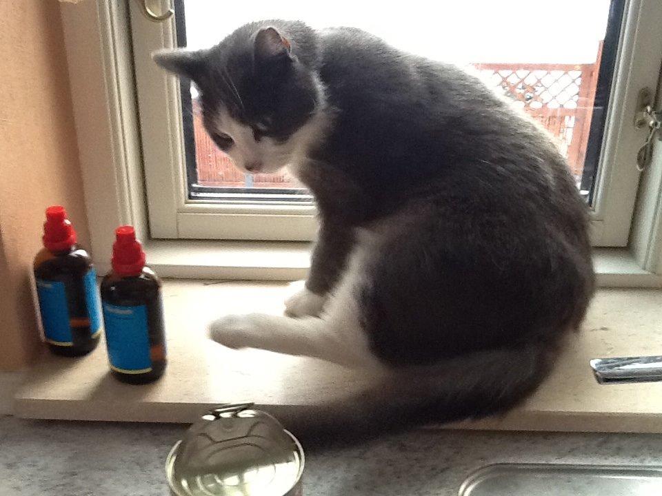 Huskat Poul billede 5