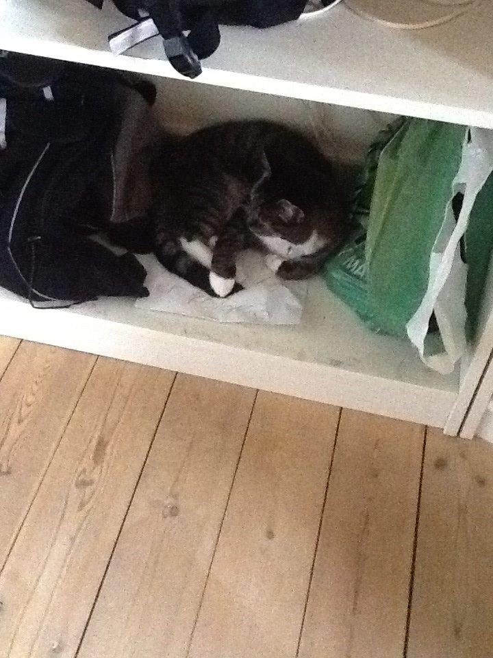 Huskat Line billede 8