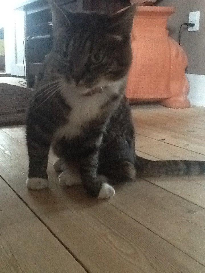 Huskat Line billede 9