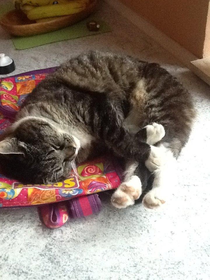 Huskat Line billede 10