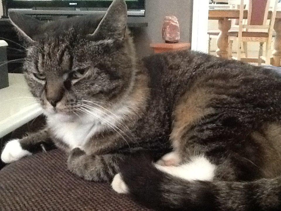 Huskat Line billede 12