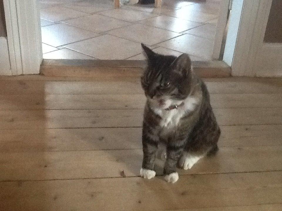 Huskat Line billede 13