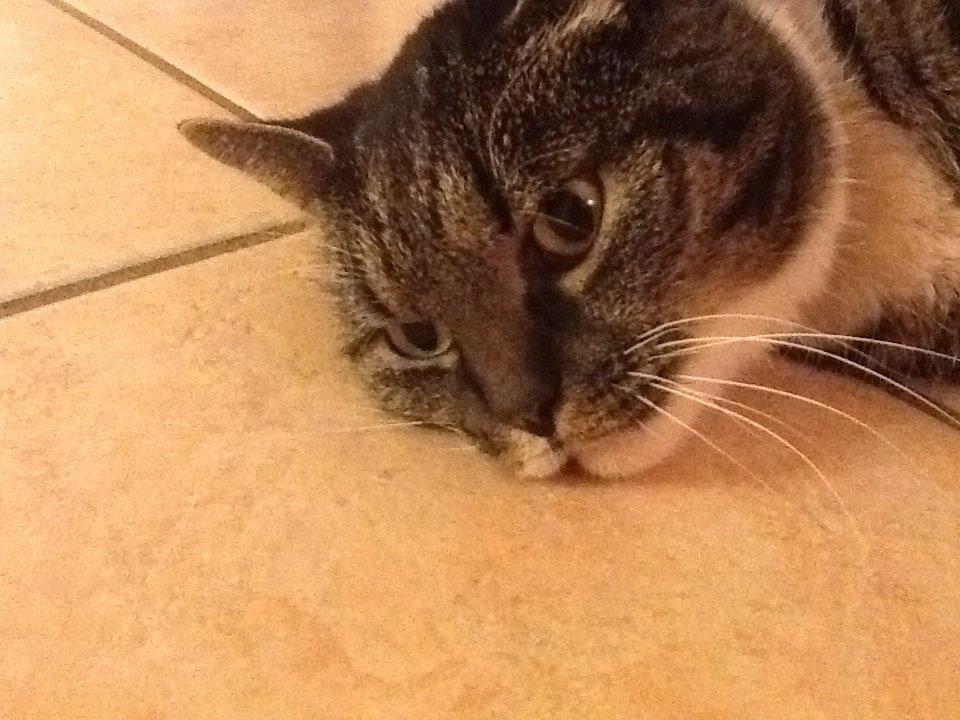 Huskat Line billede 14