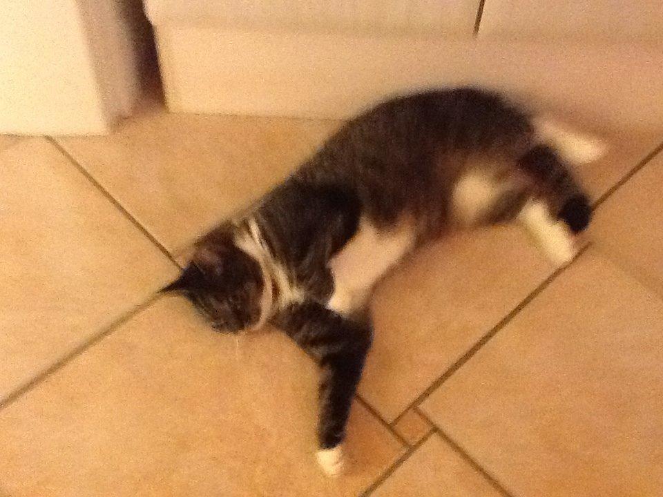 Huskat Line billede 15