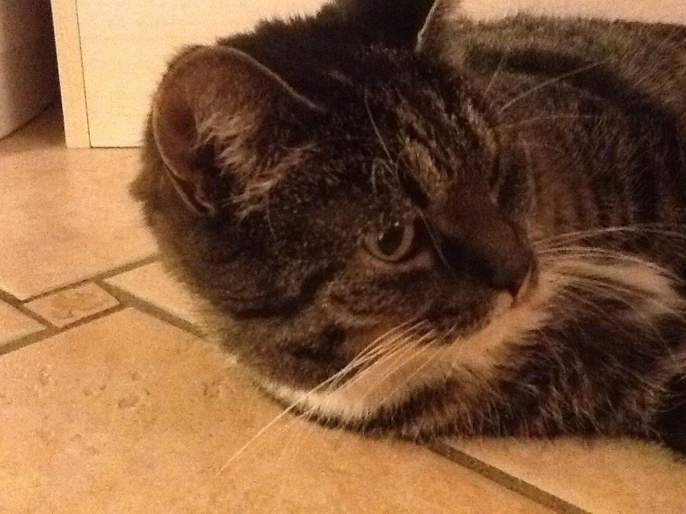 Huskat Line billede 1