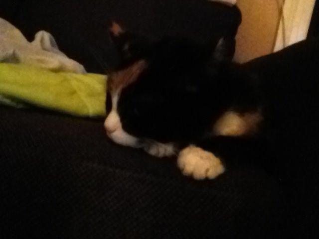 Huskat Mille R.I.P billede 6