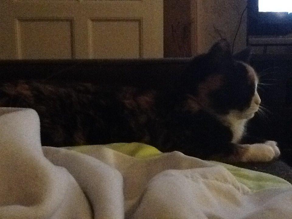 Huskat Mille R.I.P billede 7