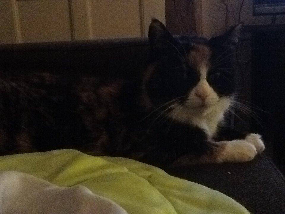 Huskat Mille R.I.P billede 8