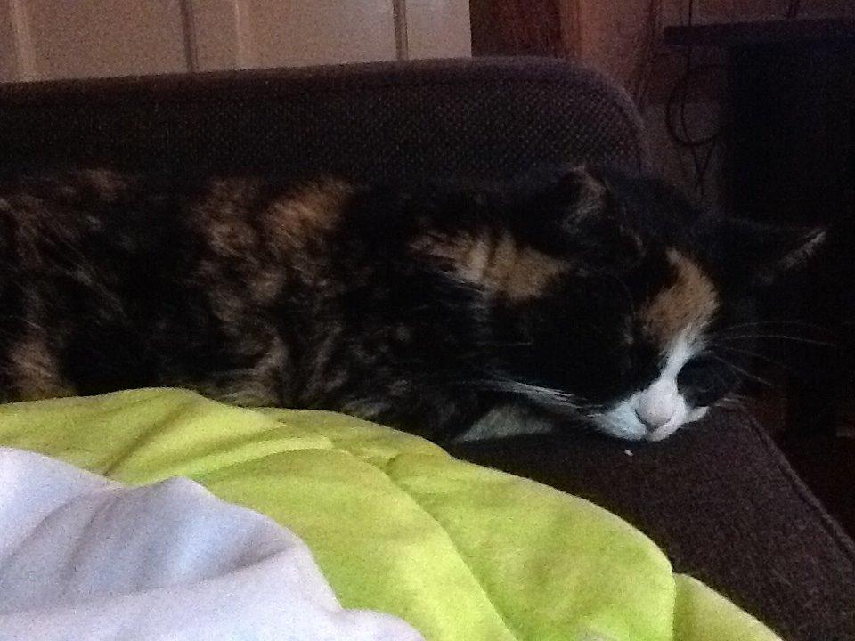 Huskat Mille R.I.P billede 9