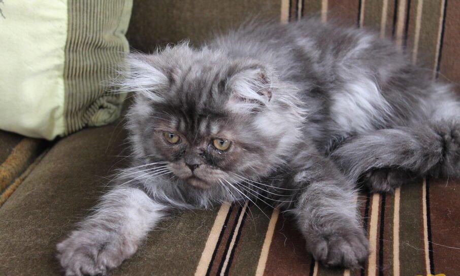 Blanding af racer Holker billede 13