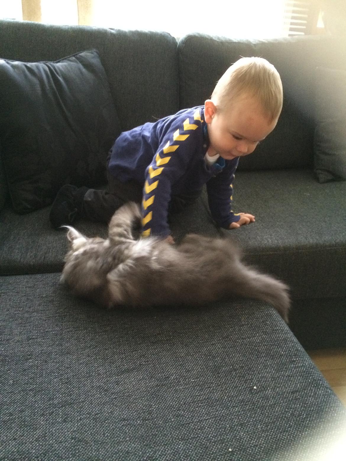 Blanding af racer Holker billede 2