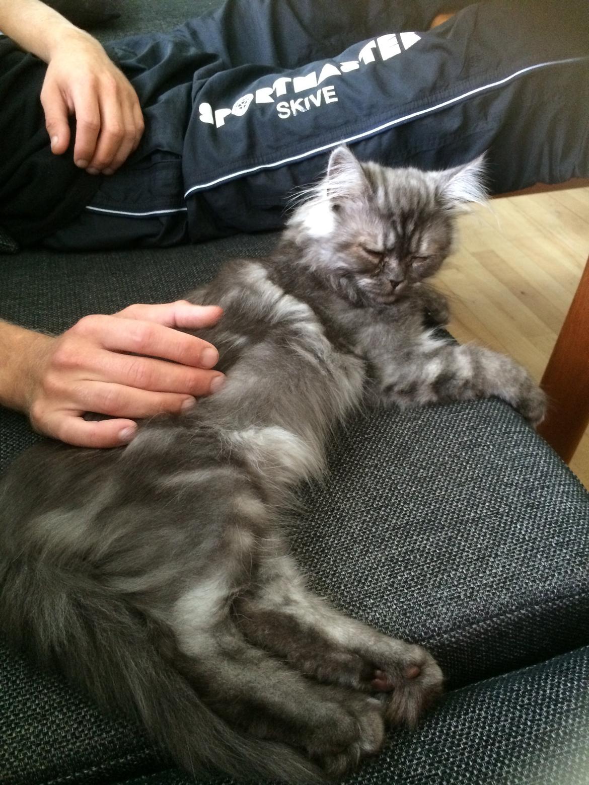 Blanding af racer Holker billede 3