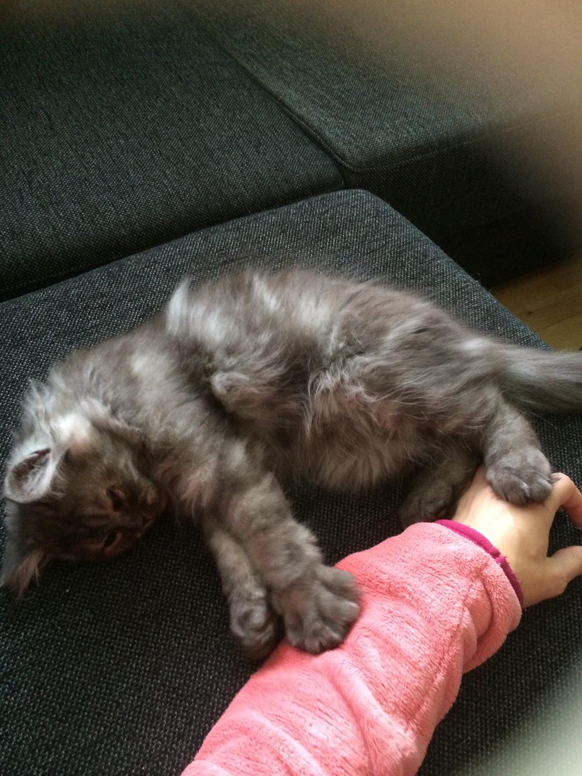 Blanding af racer Holker billede 4