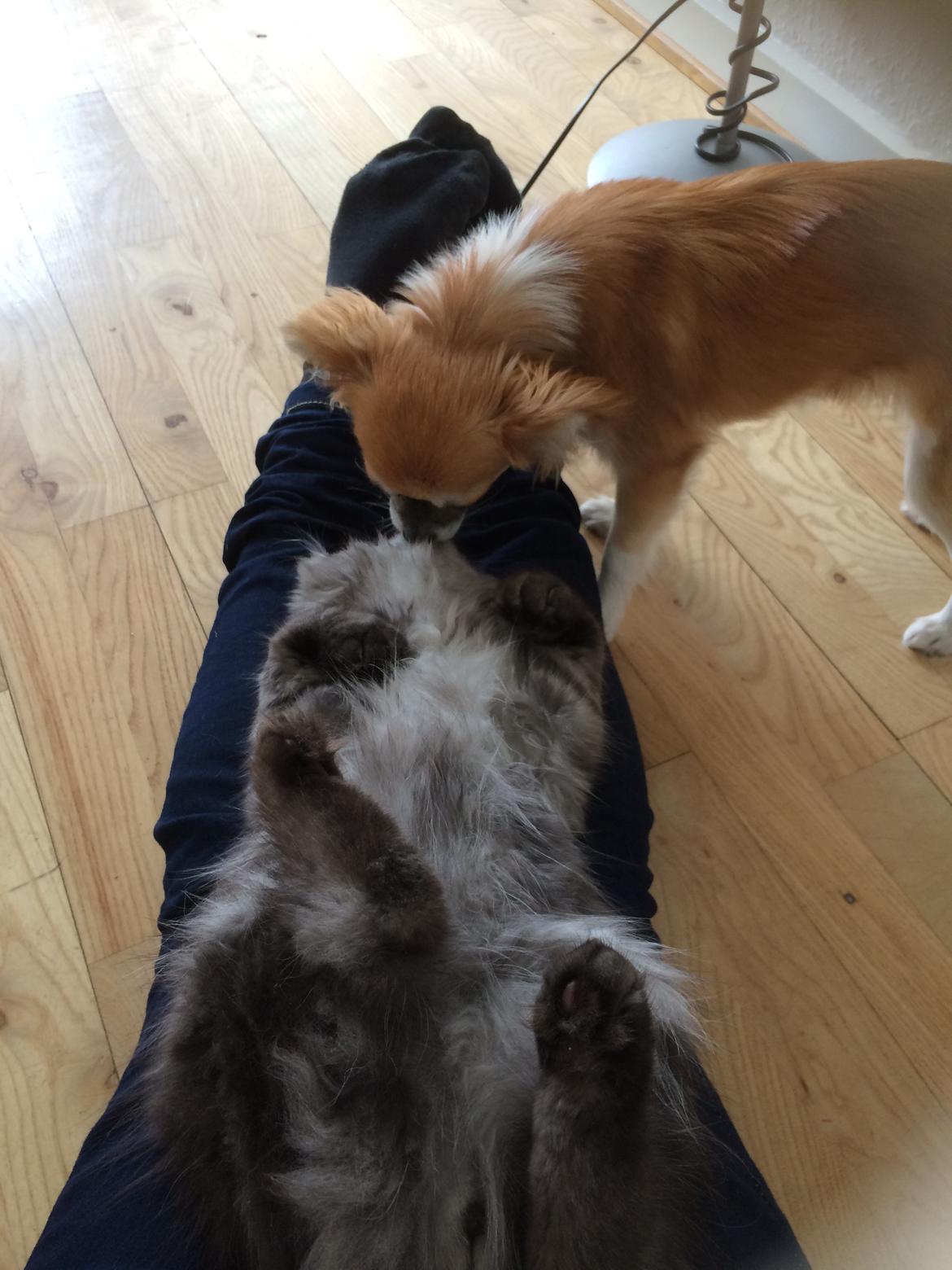 Blanding af racer Holker billede 5