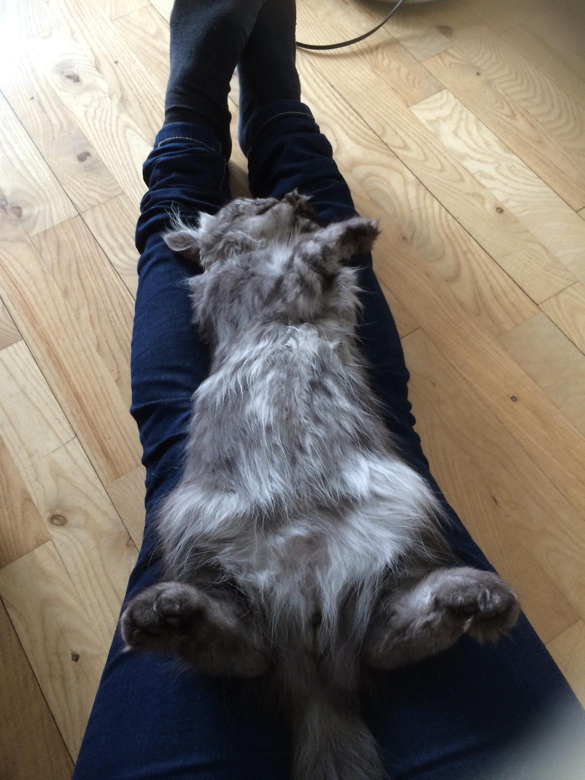 Blanding af racer Holker billede 6