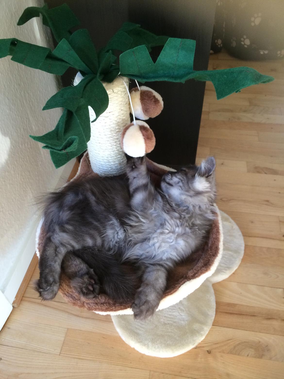 Blanding af racer Holker billede 8