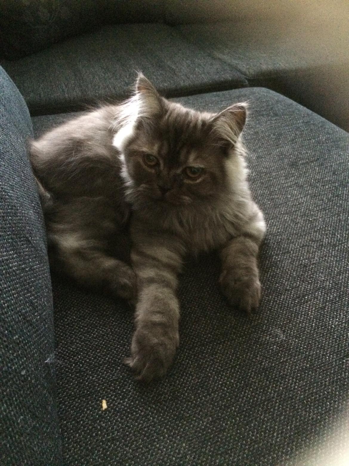 Blanding af racer Holker billede 10