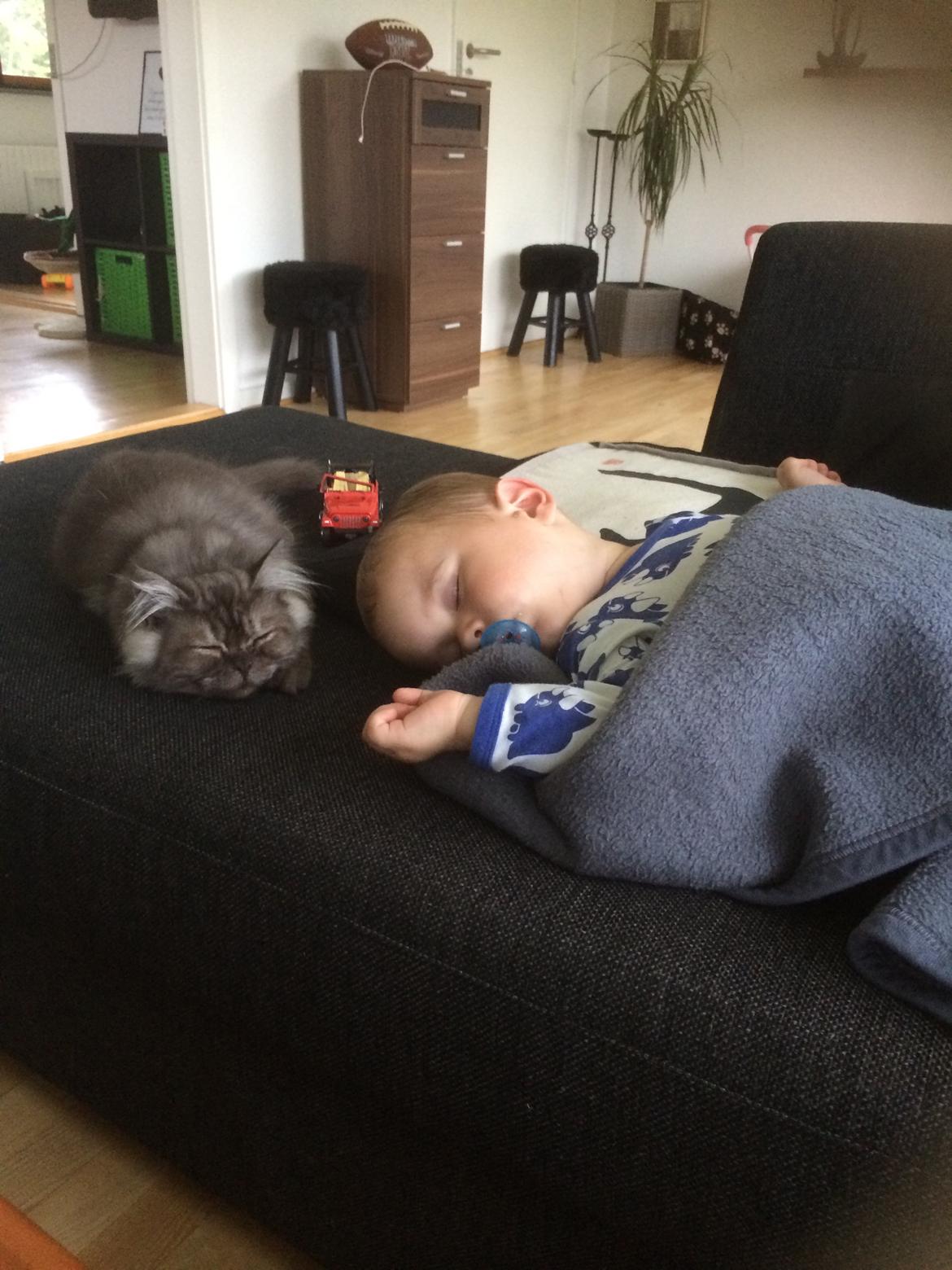 Blanding af racer Holker billede 11