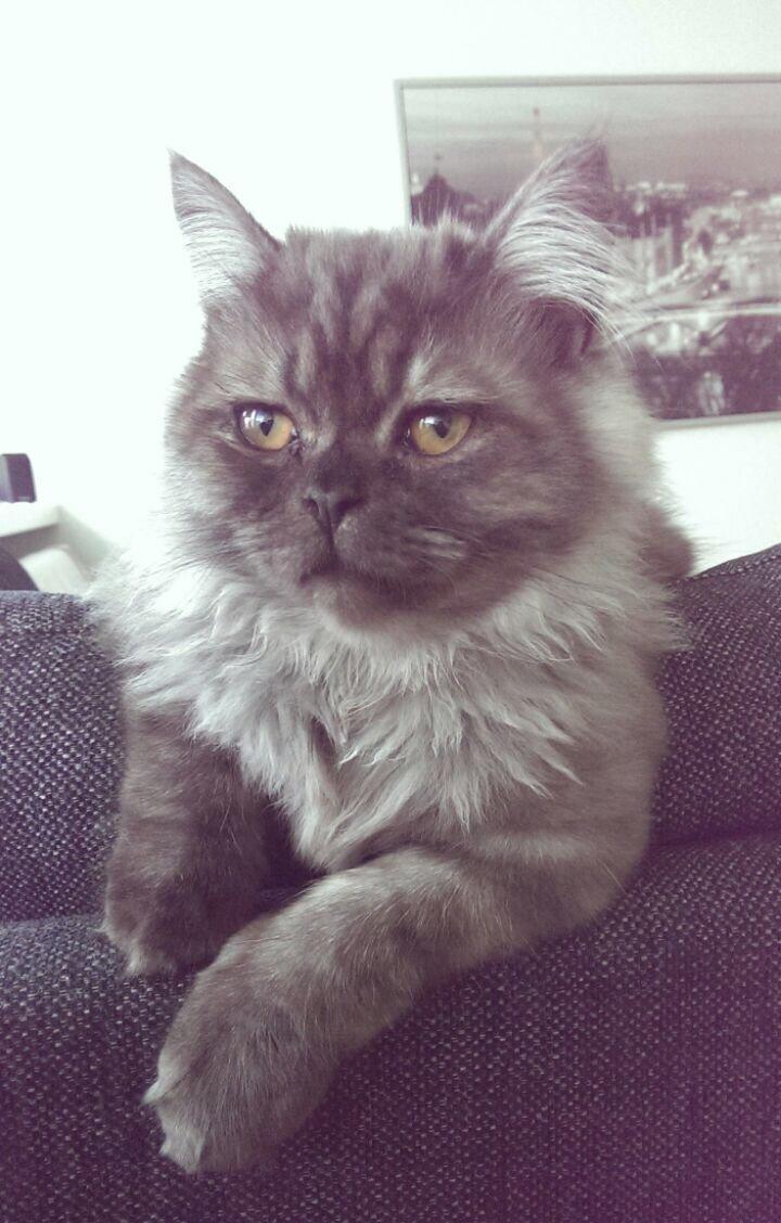 Blanding af racer Holker billede 1